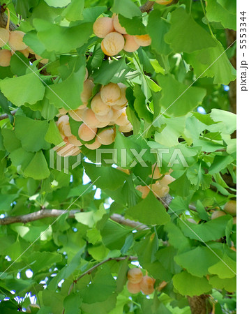 銀杏に秋の訪れ 銀杏に秋の訪れ 5553344