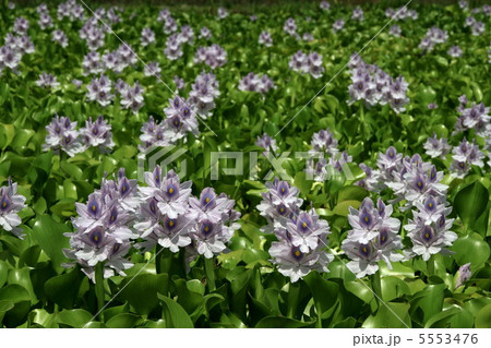 ホテイ草の群落 5553476