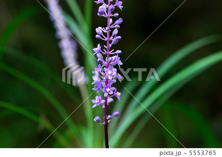 ヤブラン ヤブラン 5553765