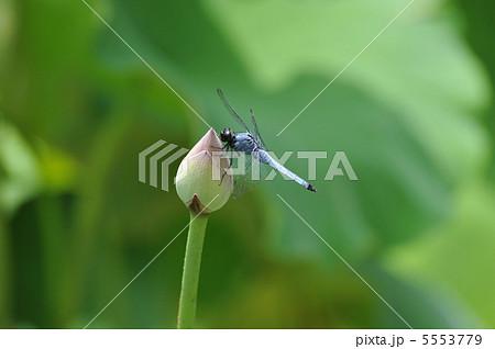 蓮の蕾と蜻蛉 5553779