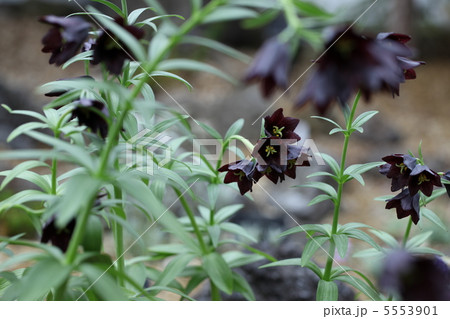 クロユリ クロユリ 5553901