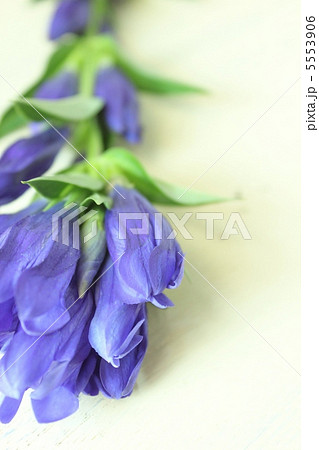 リンドウ 5553906