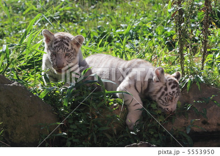 ホワイトタイガーの赤ちゃん ホワイトタイガーの赤ちゃん 5553950