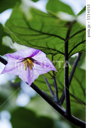 茄子の花 イメージ素材 背景素材 茄子の花 イメージ素材 背景素材 5554050