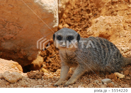スリカータ＠石川動物園【横】 5554220