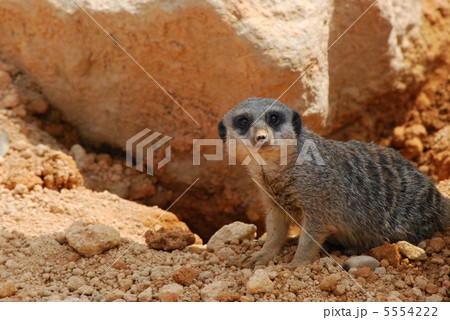 スリカータ＠石川動物園【横】 5554222