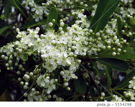 ピラカンサ／浅川 5554298