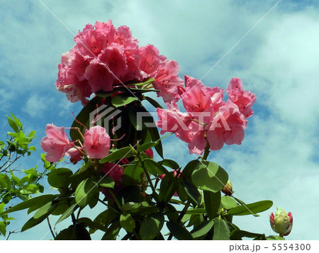 アザレア/北の丸公園 アザレア/北の丸公園 5554300