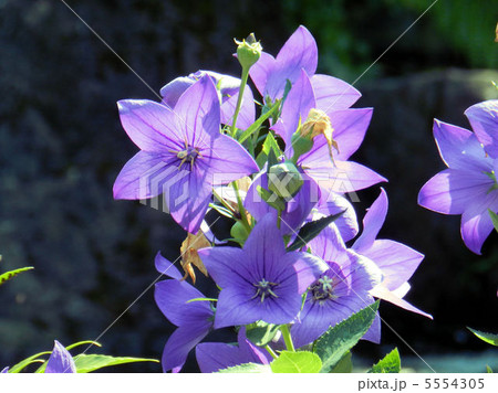 キキョウ／湯島天神 5554305