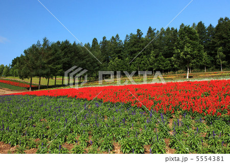 彩香の里の花畑 5554381
