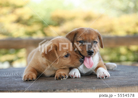 散歩する子犬 5554578