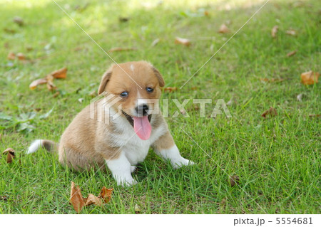 公園を散歩する子犬 公園を散歩する子犬 5554681