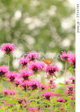 モナルダ 5554794