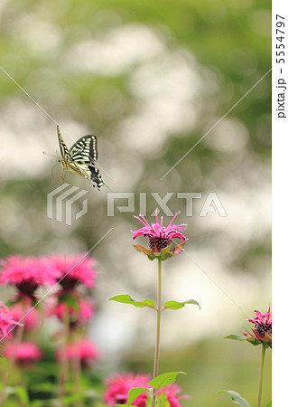 モナルダとアゲハチョウ モナルダとアゲハチョウ 5554797