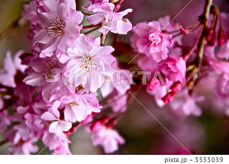 桜 5555039