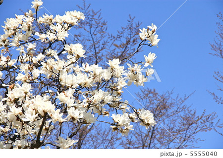 辛夷の花 5555040