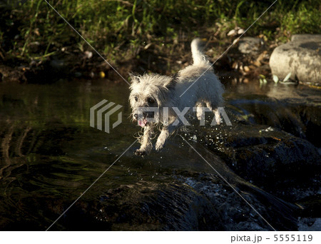 ケアンテリアの川渡り 5555119
