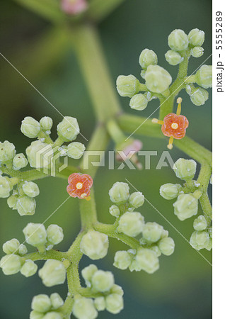 ヤブカラシ 5555289