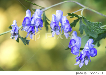 トリカブト トリカブト 5555291