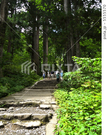 戸隠神社参道 5555570