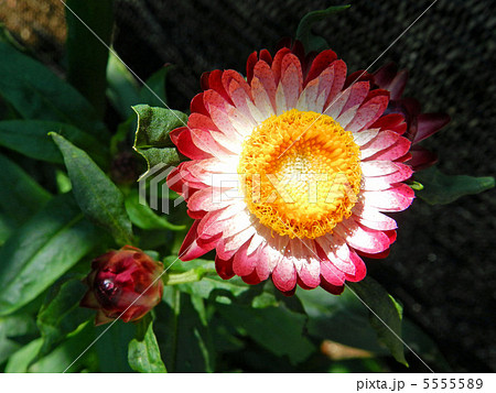 ムギワラギク（帝王貝細工） 5555589