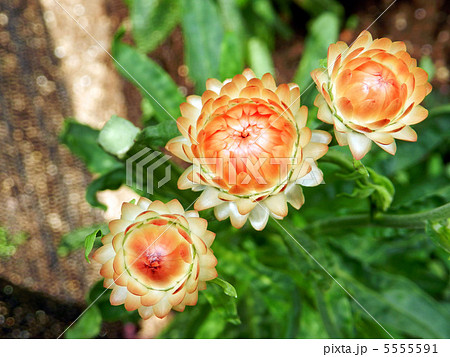 ムギワラギク(帝王貝細工) ムギワラギク(帝王貝細工) 5555591