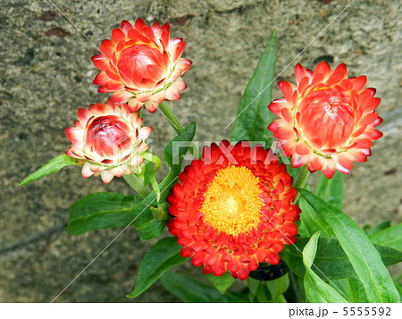 ムギワラギク（帝王貝細工） 5555592