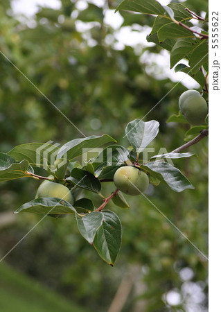 【次郎柿】 【次郎柿】 5555622