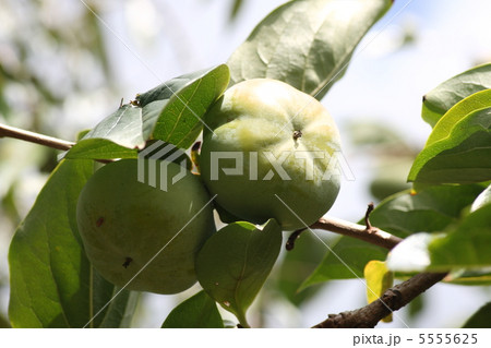 【次郎柿】 【次郎柿】 5555625