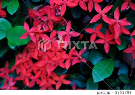 サンダンカ サンダンカ 5555793