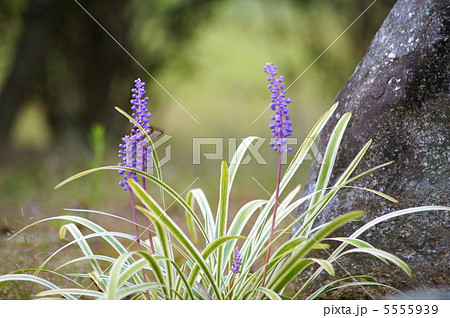 フイリヤブラン：斑入りヤブラン 5555939