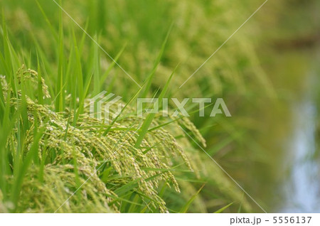 稲穂 5556137