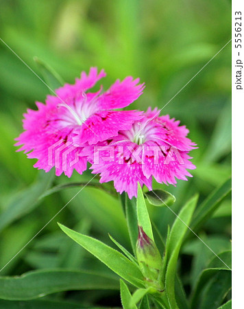 ダイアンサス（四季咲ナデシコ）　 5556213