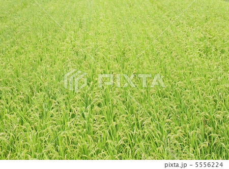 青田の写真素材 [5556224] PIXTA