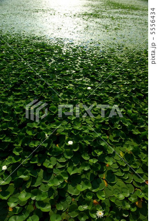 蓮池９ 5556434
