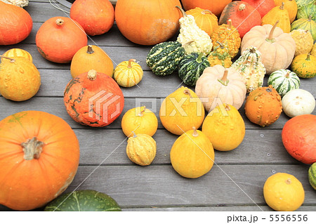 たくさんのカボチャ 5556556