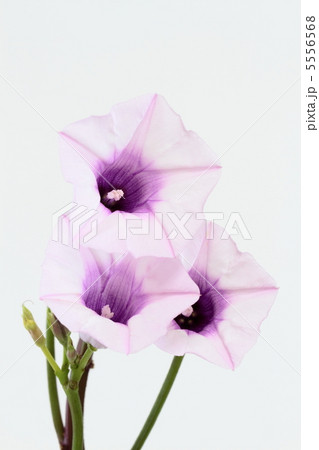 珍しく開花した薩摩芋の花 5556568