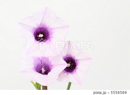 珍しく開花した薩摩芋の花 5556569