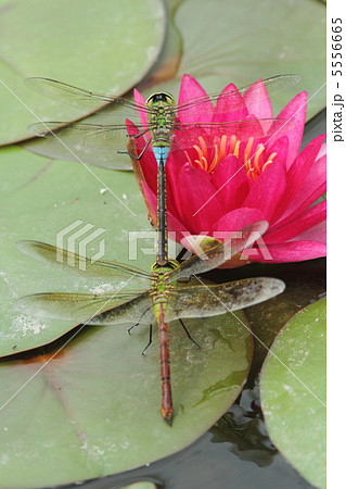 産卵するギンヤンマのつがい 5556665