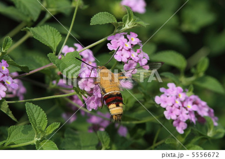 コバノランタナで吸蜜するオオスカシバ 5556672