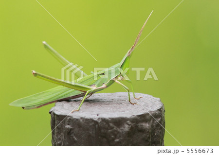 ショウリョウバッタ ショウリョウバッタ 5556673