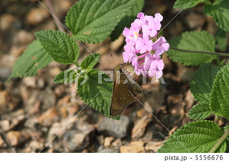 コバノランタナで吸蜜するチャバネセセリ 5556676