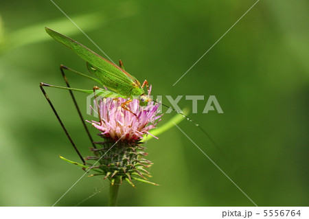 アシグロツユムシ 5556764