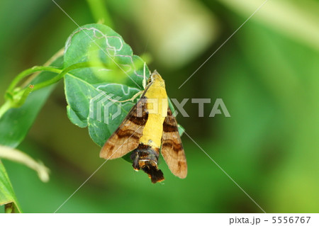 ヒメクロホウジャク 5556767