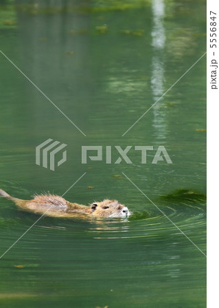 ヌートリア ヌートリア 5556847