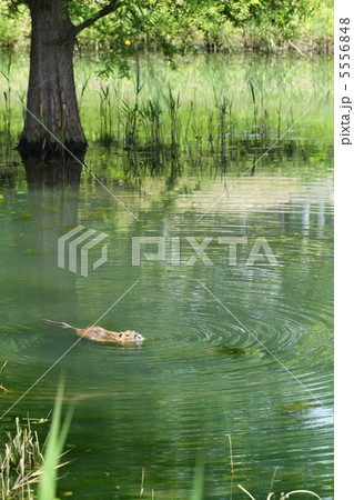 ヌートリア 5556848