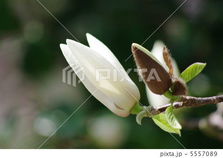 白木蓮 5557089
