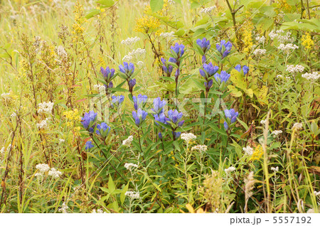 リンドウと草花 リンドウと草花 5557192
