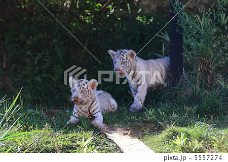 ホワイトタイガーの赤ちゃん 5557274