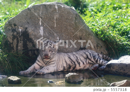 ホワイトタイガーの赤ちゃん 5557318